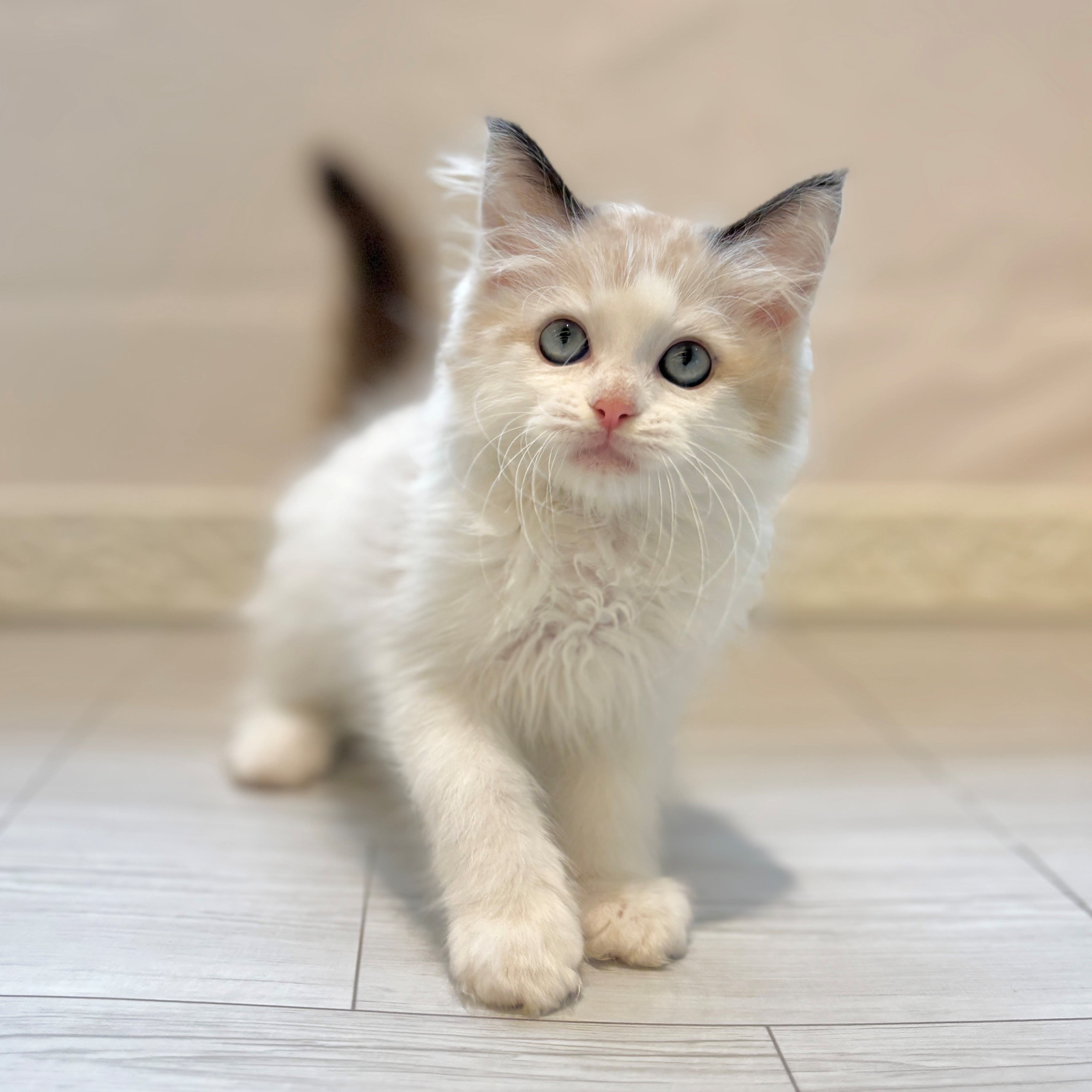 愛知県のラグドール (犬の家＆猫の里春日井本店/2026年3月28日生まれ/男の子/シールポイントバイカラー)の子猫の2枚目の画像