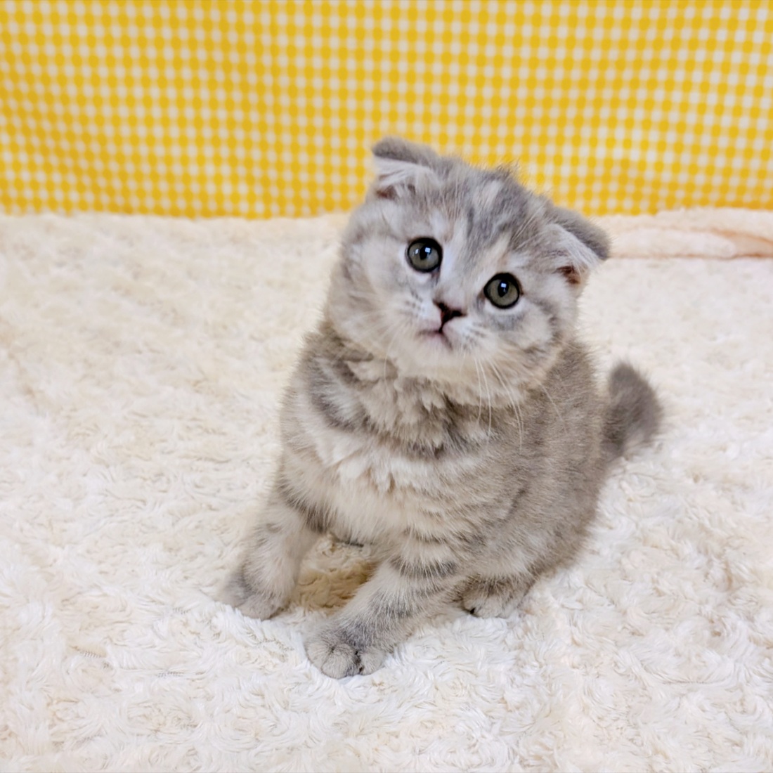 愛知県のスコティッシュフォールド (犬の家＆猫の里一宮店/2026年3月30日生まれ/女の子/ブルーパッチドタビー)の子猫の2枚目の画像