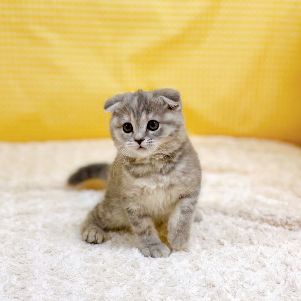 愛知県のスコティッシュフォールド (犬の家＆猫の里一宮店/2026年3月30日生まれ/女の子/ブルーパッチドタビー)の子猫の2枚目の画像