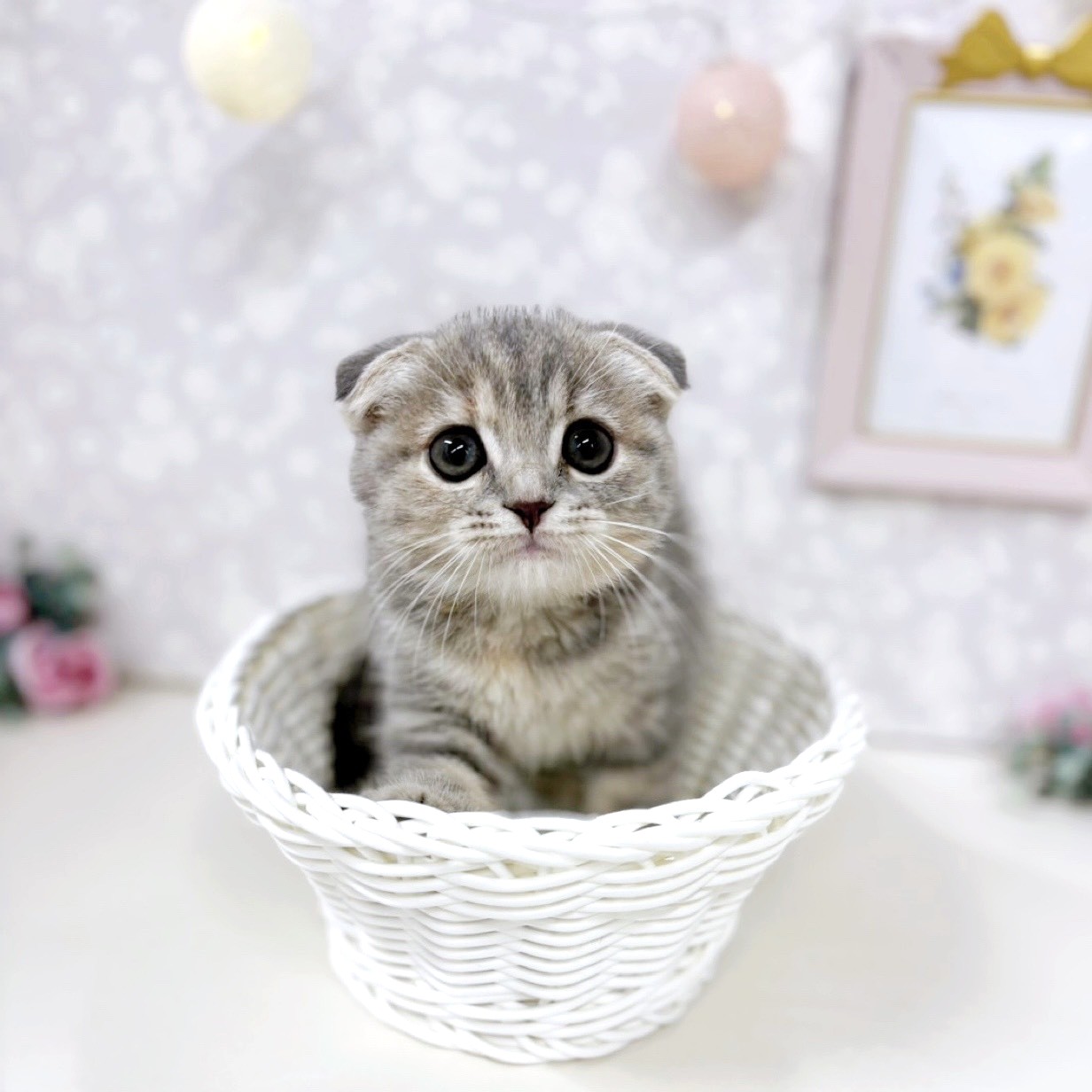 富山県のスコティッシュフォールド (犬の家＆猫の里アミーゴ高岡蓮花寺店/2026年3月28日生まれ/女の子/ブルーパッチドタビー)の子猫の1枚目の画像