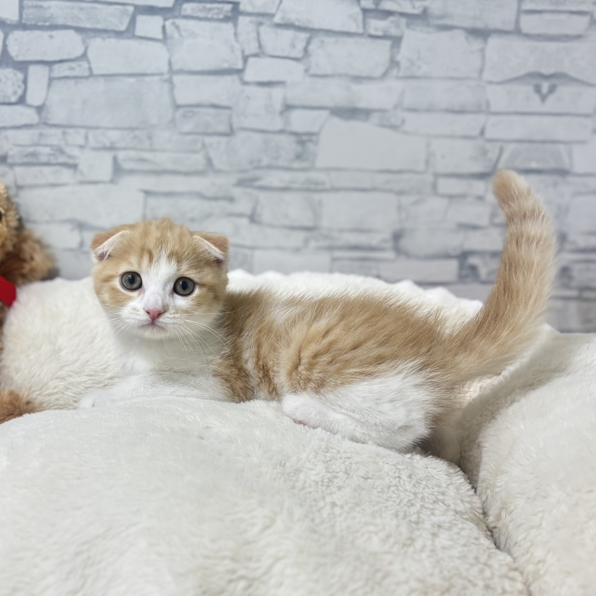 長野県のスコティッシュフォールド (犬の家＆猫の里長野店/2026年4月3日生まれ/男の子/レッドタビーホワイト)の子猫の1枚目の画像