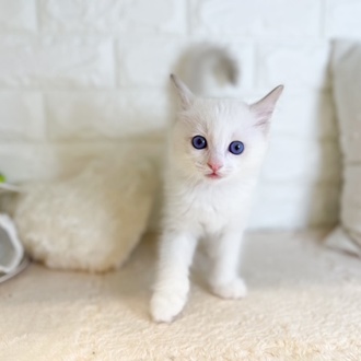 東京都のラグドール (犬の家＆猫の里新宿店/2026年4月3日生まれ/男の子/ブルーポイントバイカラー)の子猫の2枚目の画像