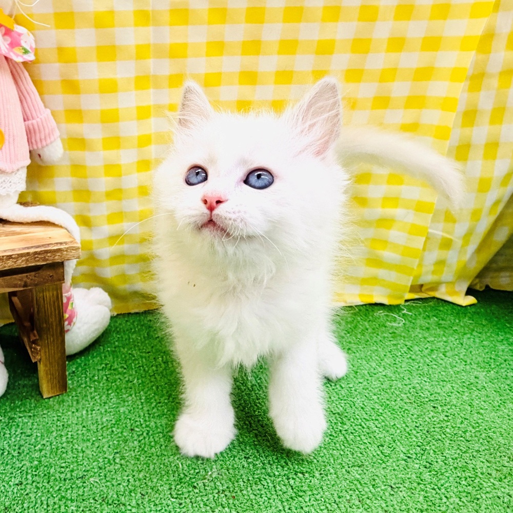 愛知県のラグドール (犬の家＆猫の里名古屋天白店/2026年4月3日生まれ/男の子/ブルーポイントバイカラー)の子猫の2枚目の画像