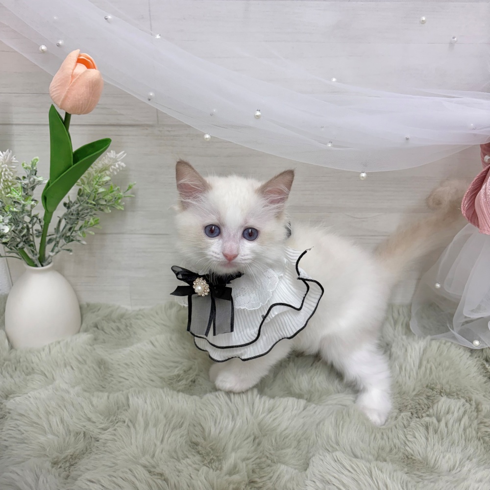 神奈川県のラグドール (犬の家＆猫の里相模原店/2026年4月3日生まれ/男の子/ブルーポイントバイカラー)の子猫の2枚目の画像