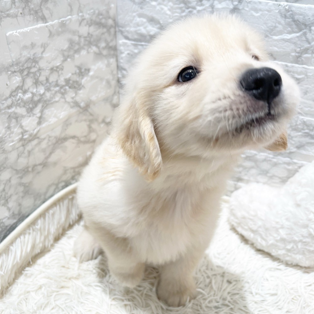愛知県のゴールデンレトリバー (犬の家＆猫の里MiO香久山店/2026年4月4日生まれ/男の子/ゴールデン)の子犬の2枚目の画像