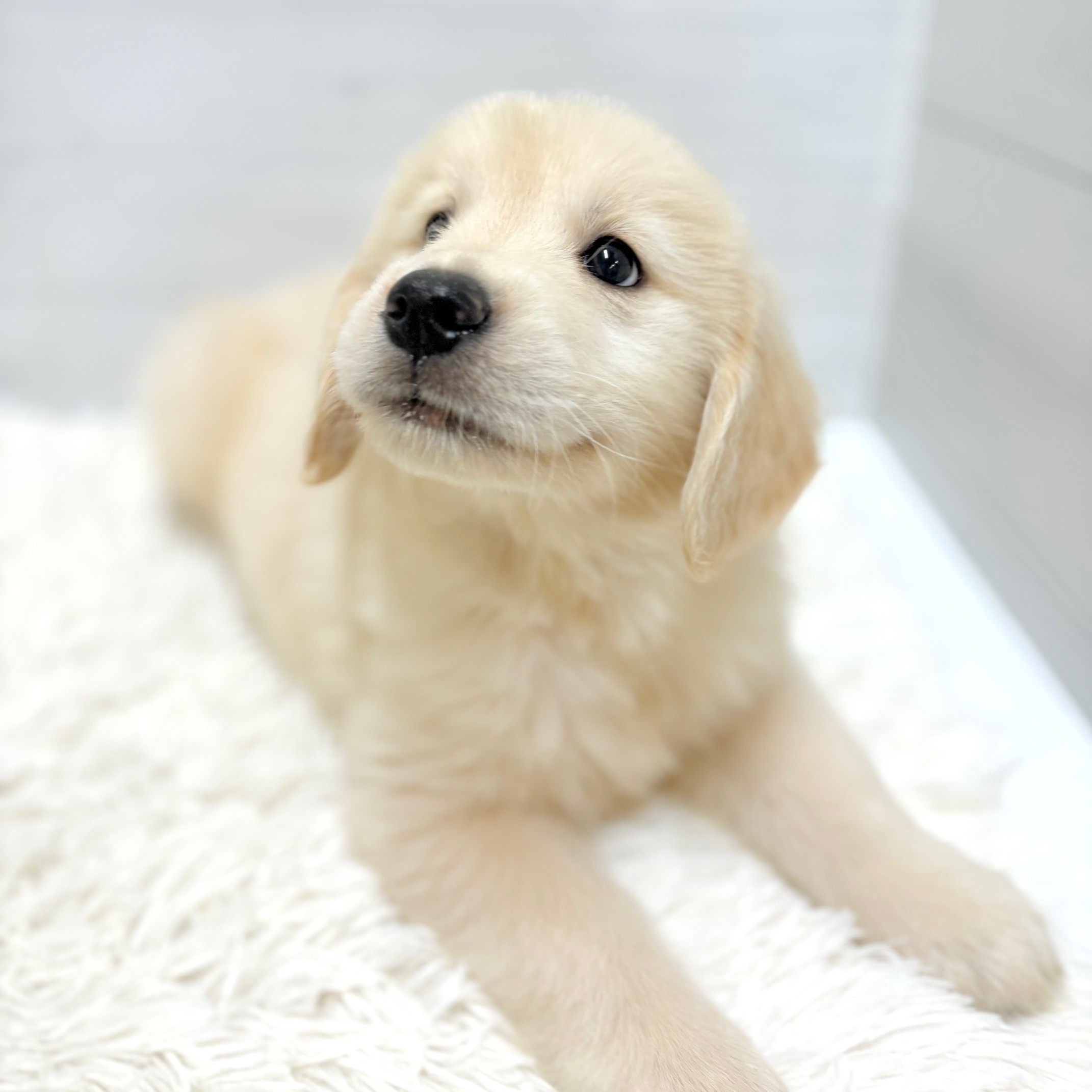 愛知県のゴールデンレトリバー (犬の家＆猫の里豊田店/2026年4月4日生まれ/女の子/クリーム)の子犬の2枚目の画像