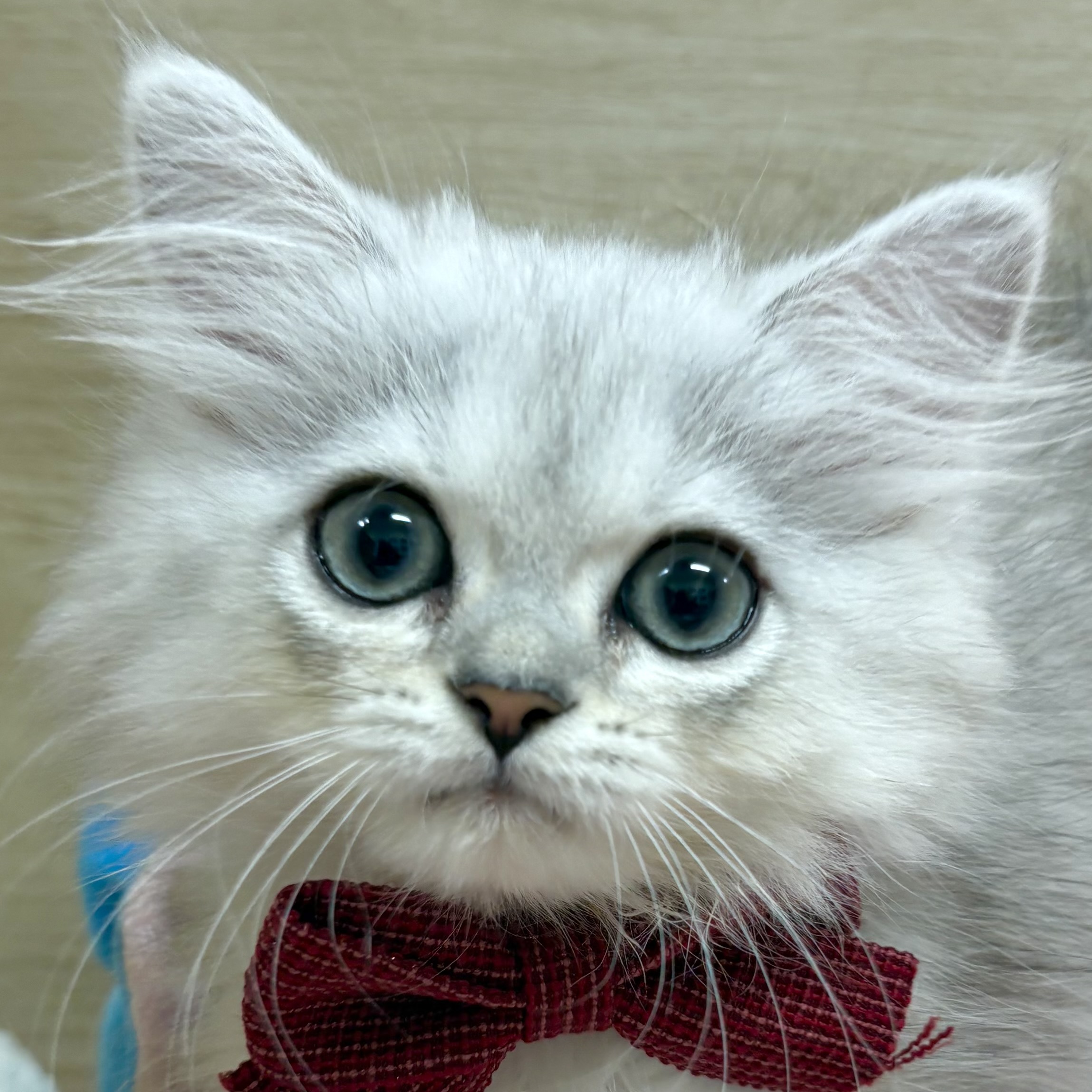 大阪府のペルシャの子猫を価格や特徴で探す|ペットショップ探すなら