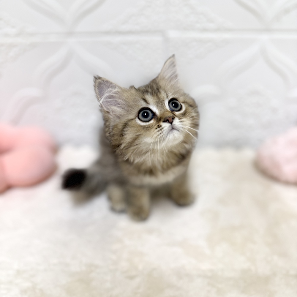 ペルシャ(チンチラゴールデン)の子猫を価格や特徴で探す|ペット