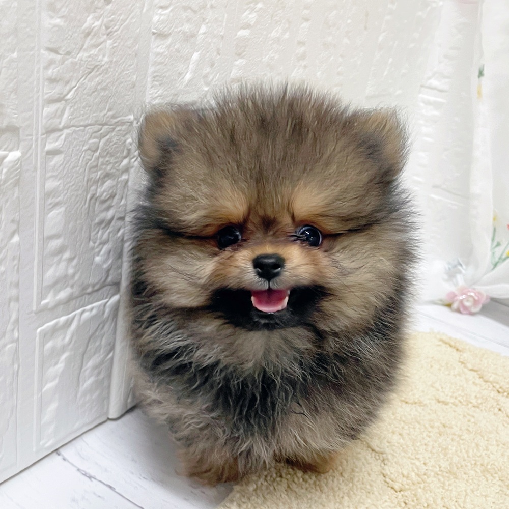 岡山県のポメラニアン (犬の家＆猫の里岡山店/2026年3月26日生まれ/男の子/オレンジセーブル)の子犬の1枚目の画像
