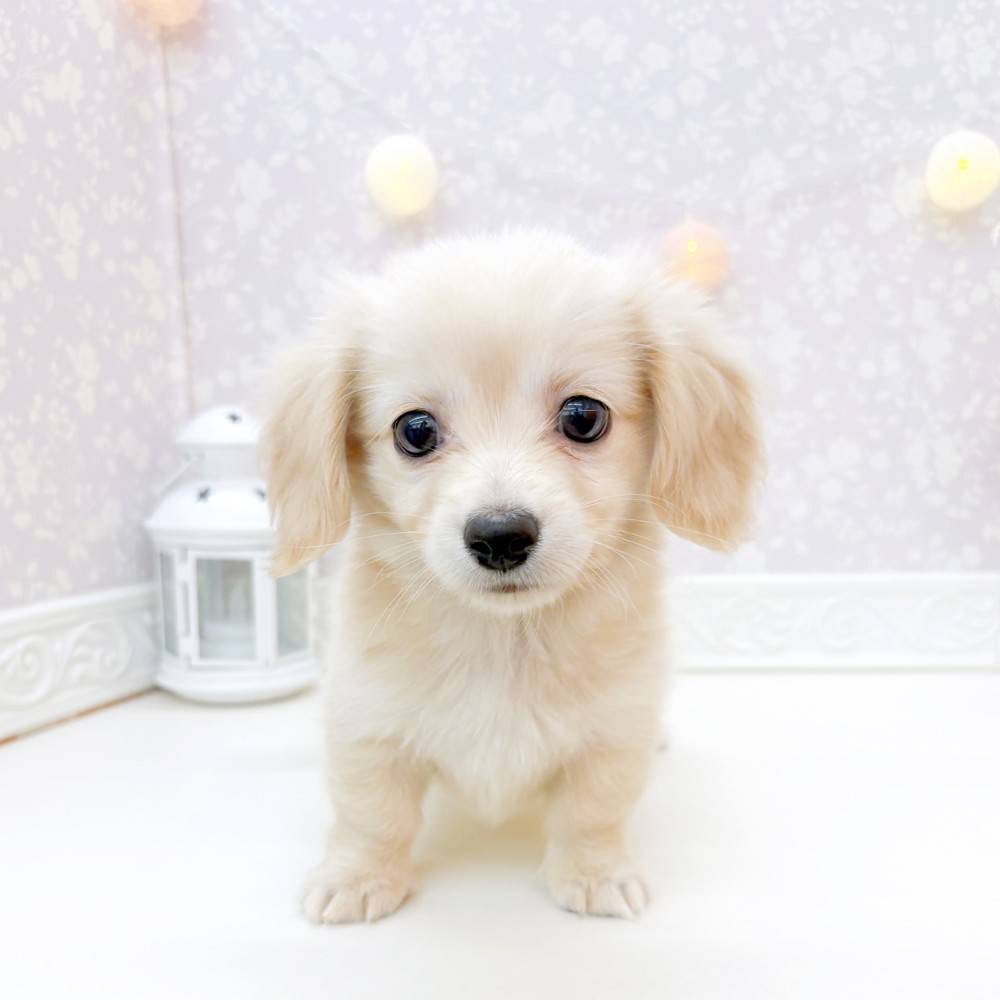 富山県のチワックス(チワワ×ダックス)の子犬を価格や特徴で探す|ペット