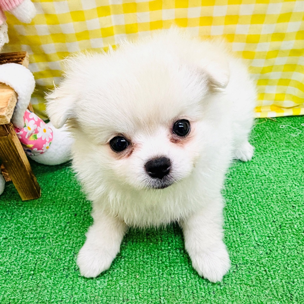 愛知県のポメチワ/チワポメ/ポメチー(ポメラニアン×チワワ) (犬の家＆猫の里名古屋天白店/2026年3月30日生まれ/女の子/クリーム)の子犬の2枚目の画像