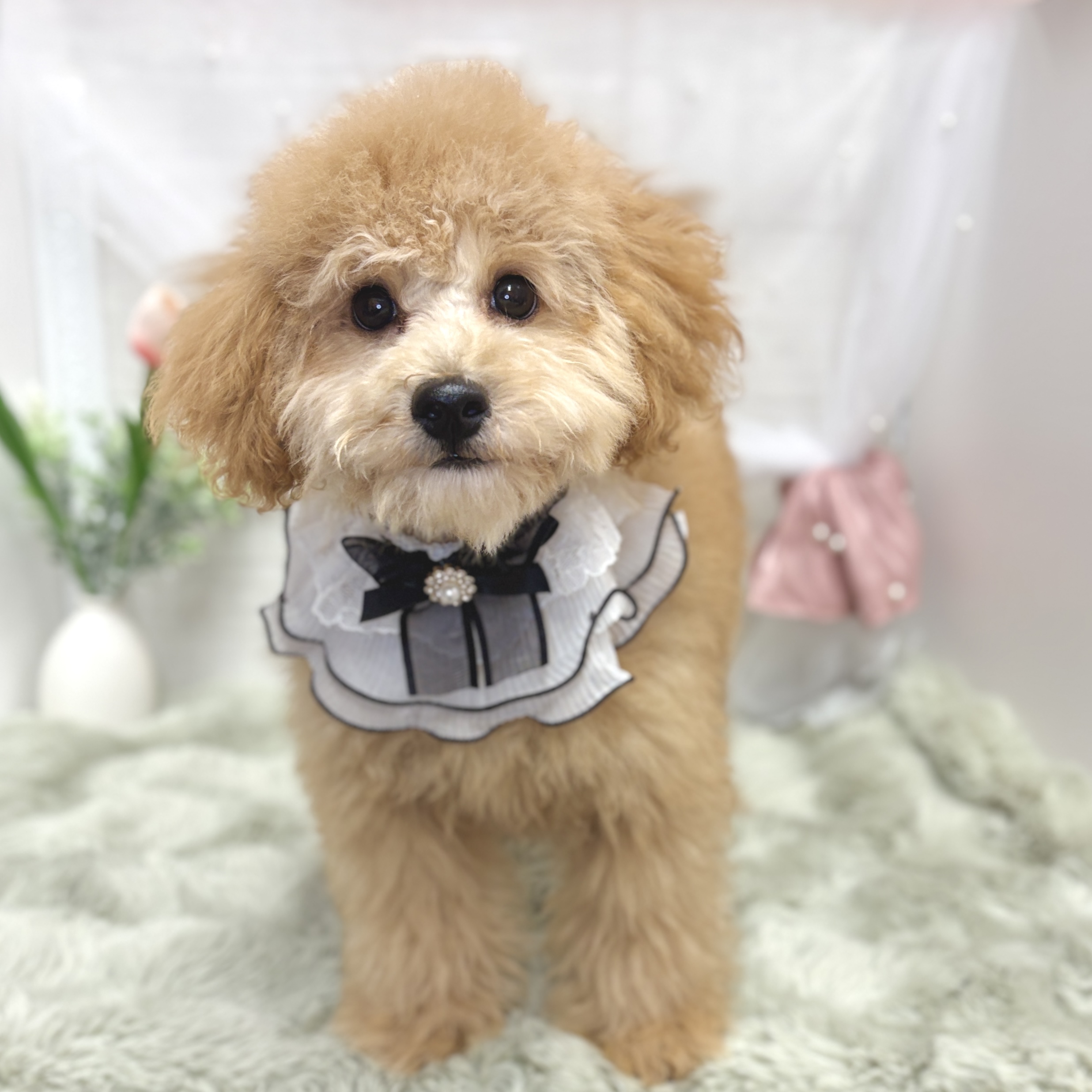 神奈川県のトイプードル(トイ) (犬の家＆猫の里相模原店/2026年4月4日生まれ/男の子/オレンジフォーン)の子犬の2枚目の画像