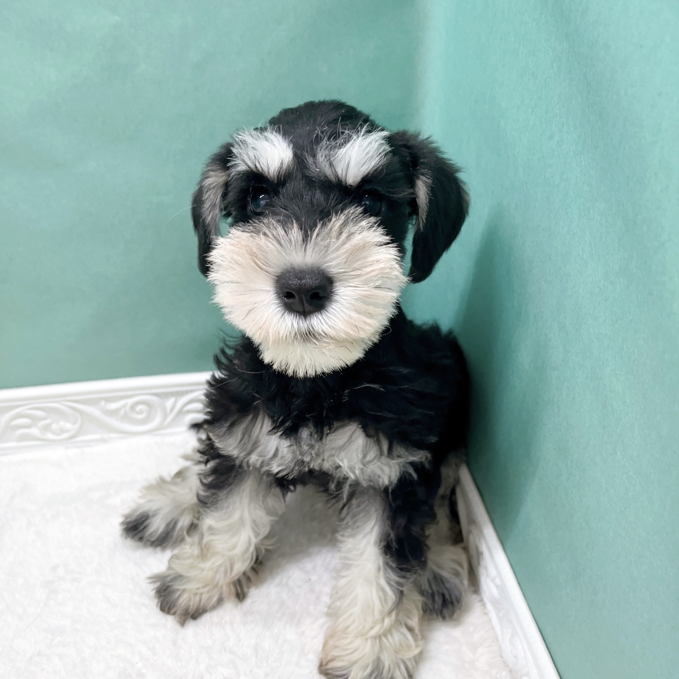 石川県のミニチュアシュナウザー (犬の家＆猫の里アミーゴ金沢有松店/2026年4月4日生まれ/女の子/ブラックシルバー)の子犬の1枚目の画像