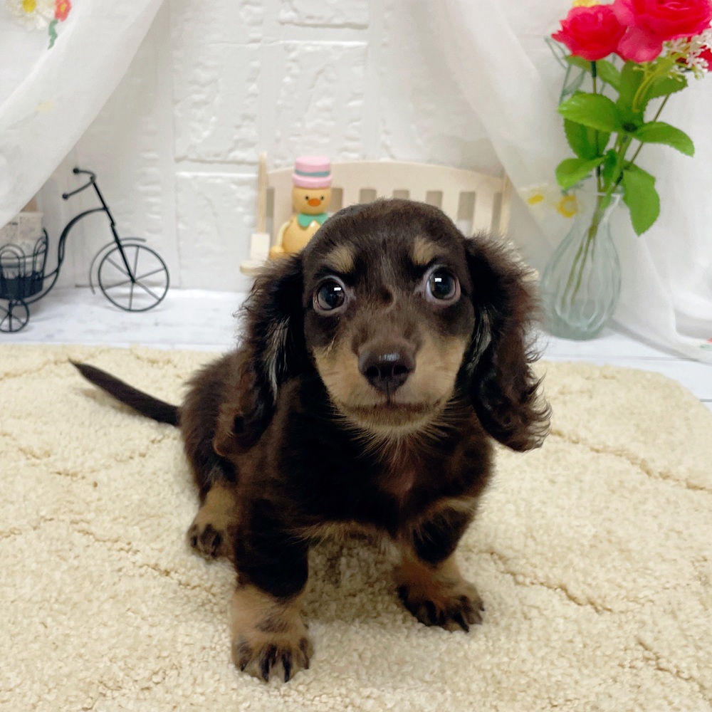 岡山県のミニチュアダックスフンド(ロング) (犬の家＆猫の里岡山店/2026年4月1日生まれ/男の子/チョコレートタン)の子犬の2枚目の画像