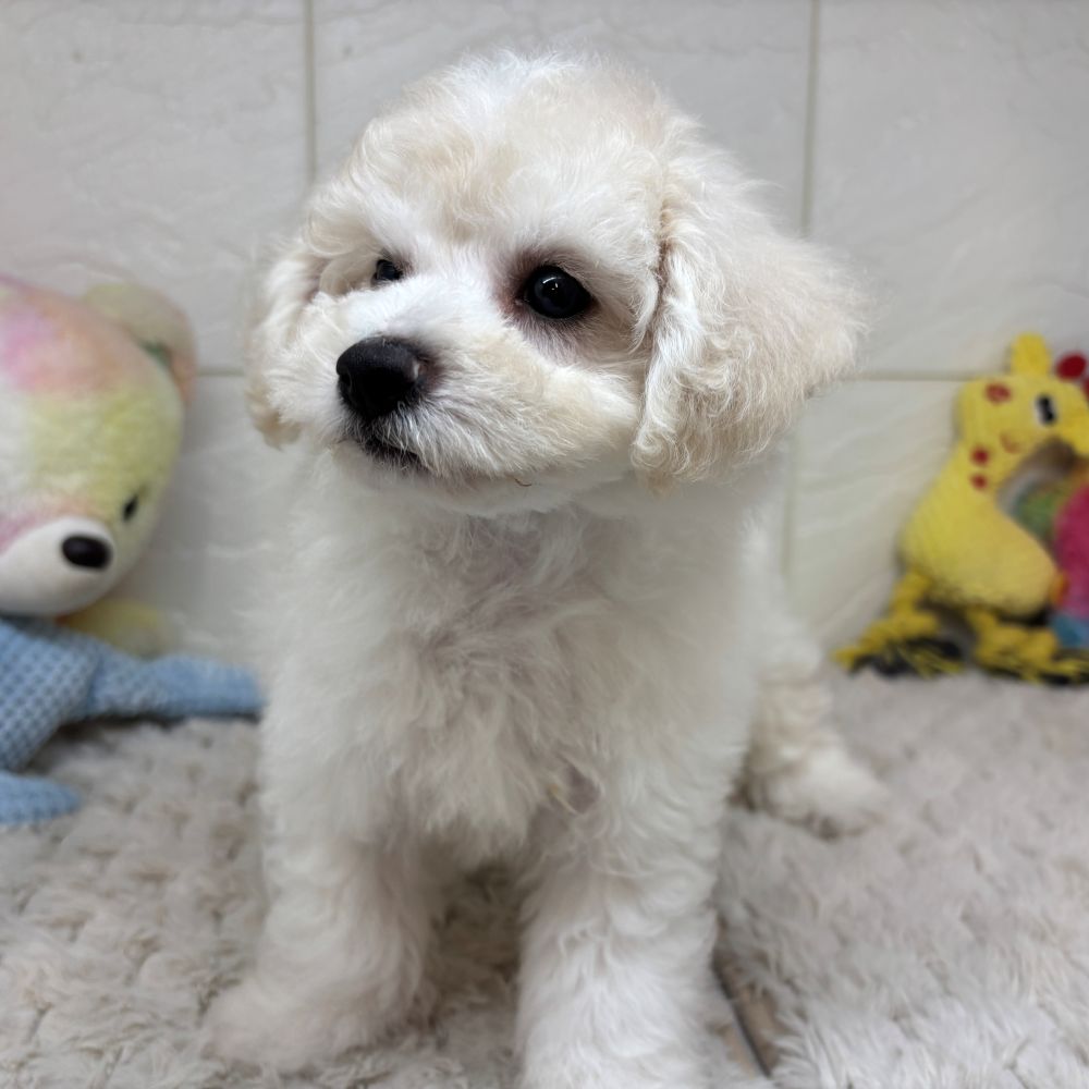 兵庫県のビションフリーゼ (犬の家＆猫の里ゆめタウン姫路店/2026年4月2日生まれ/男の子/ホワイト)の子犬の2枚目の画像