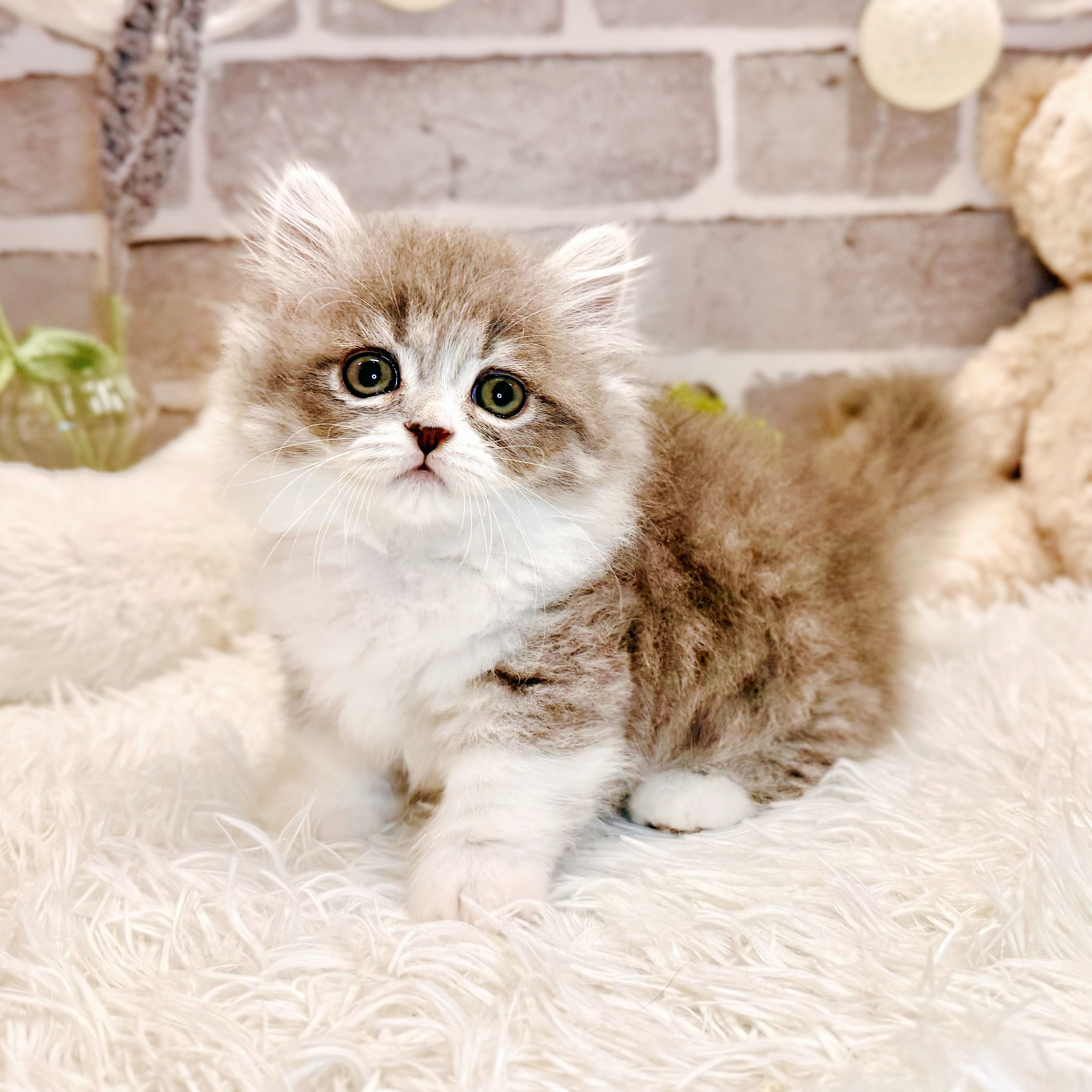 兵庫県のミヌエット (犬の家＆猫の里神戸店/2026年4月5日生まれ/女の子/ブルータビーホワイト)の子猫の2枚目の画像