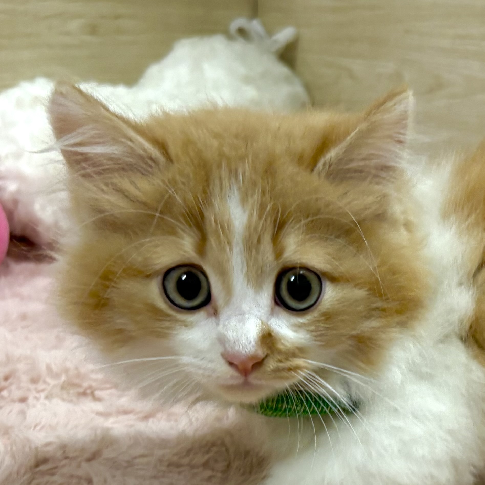 大阪府のマンチカン (犬の家＆猫の里そよら東岸和田店/2026年3月31日生まれ/男の子/レッドタビーホワイト)の子猫の1枚目の画像