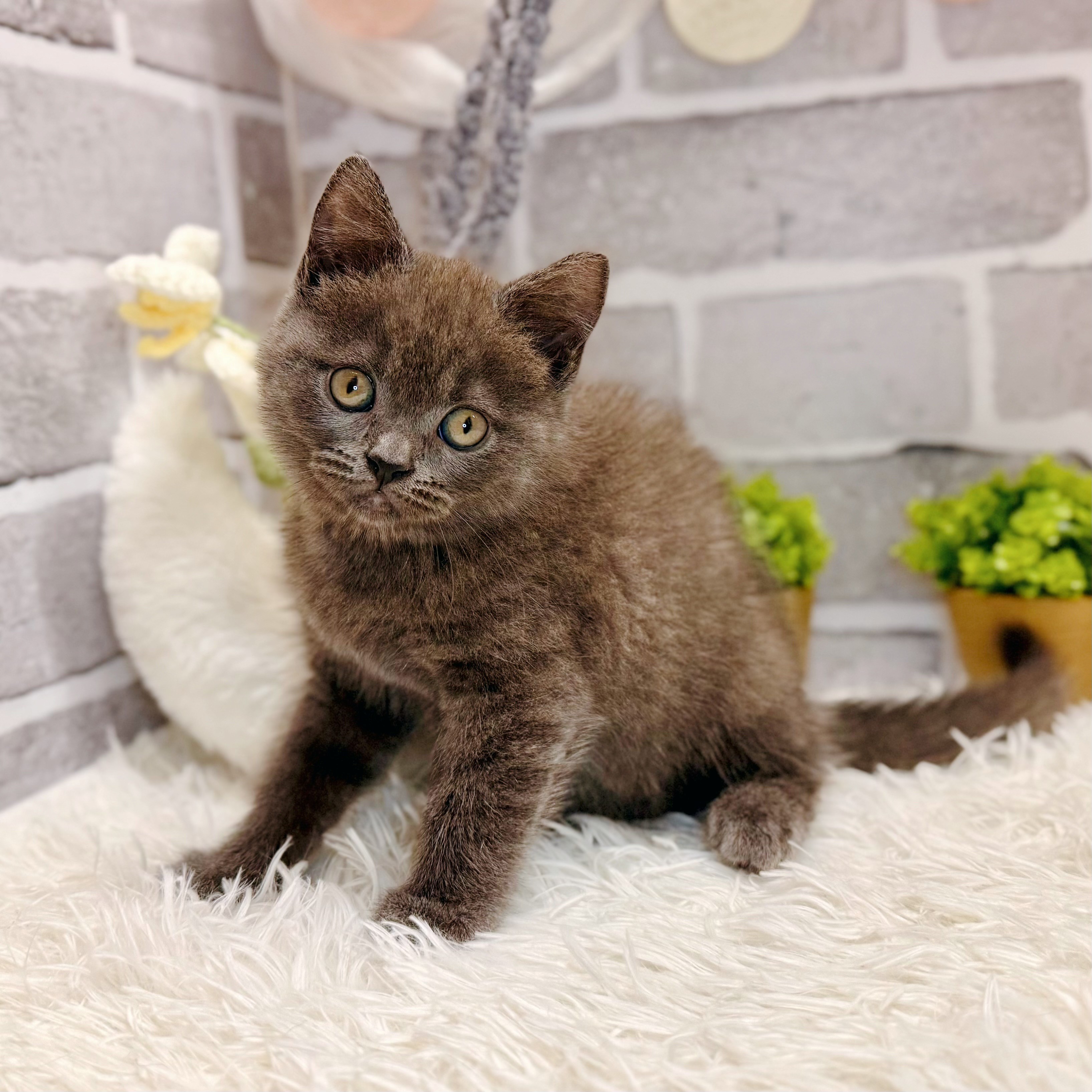 兵庫県のブリティッシュショートヘアー (犬の家＆猫の里神戸店/2026年3月29日生まれ/男の子/ブルー)の子猫の1枚目の画像
