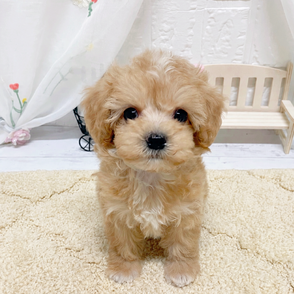 ハーフ犬女の子の写真