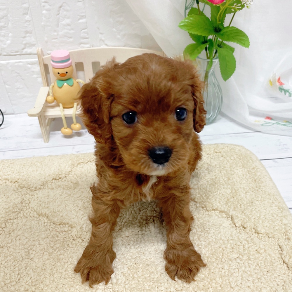 岡山県のキャバプー(キャバリア×プードル) (犬の家＆猫の里岡山店/2026年4月4日生まれ/女の子/レッド)の子犬の2枚目の画像
