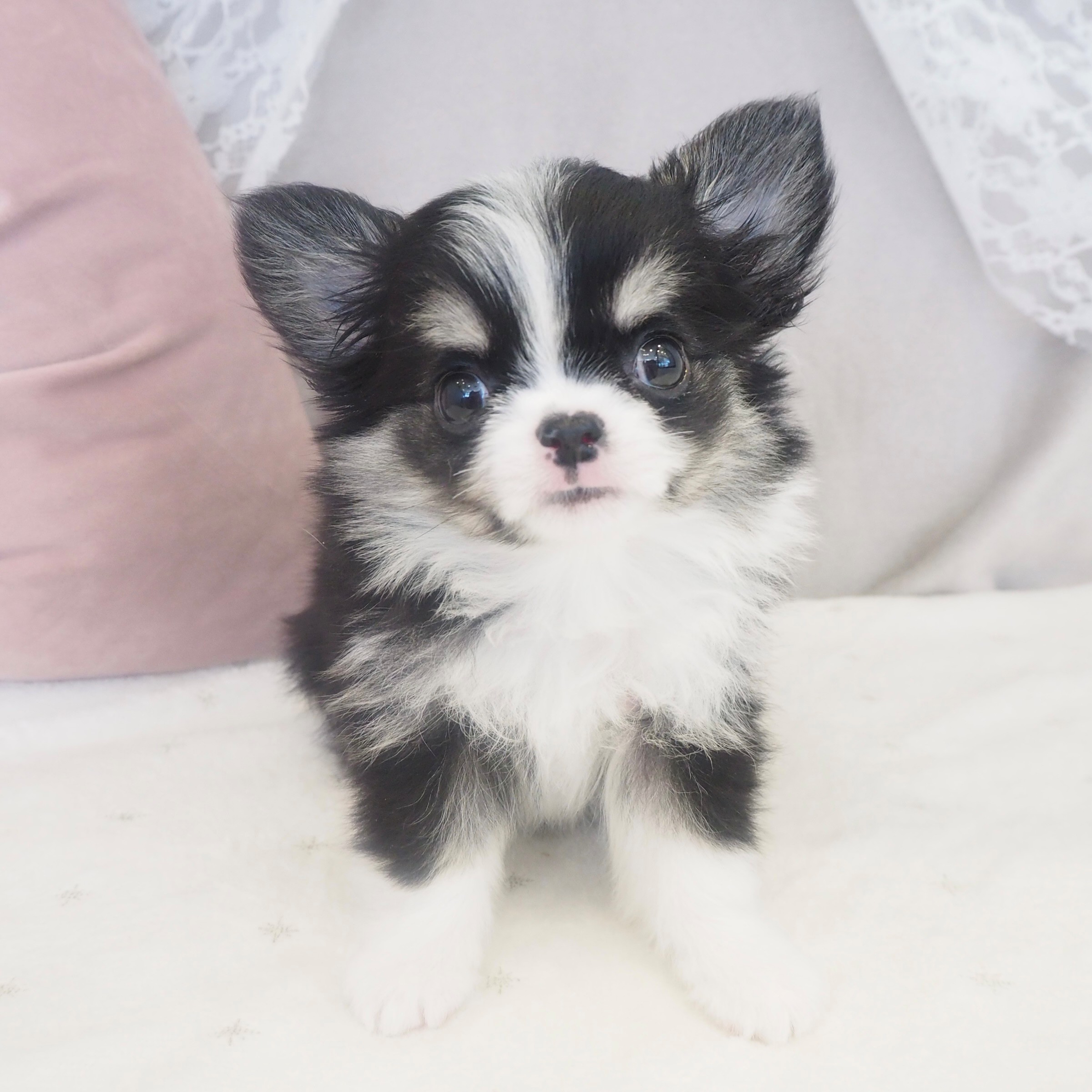大阪府のチワワ(ロング) (犬の家＆猫の里もりのみやキューズモールBASE店/2026年4月2日生まれ/女の子/ブラックホワイトタン)の子犬の1枚目の画像