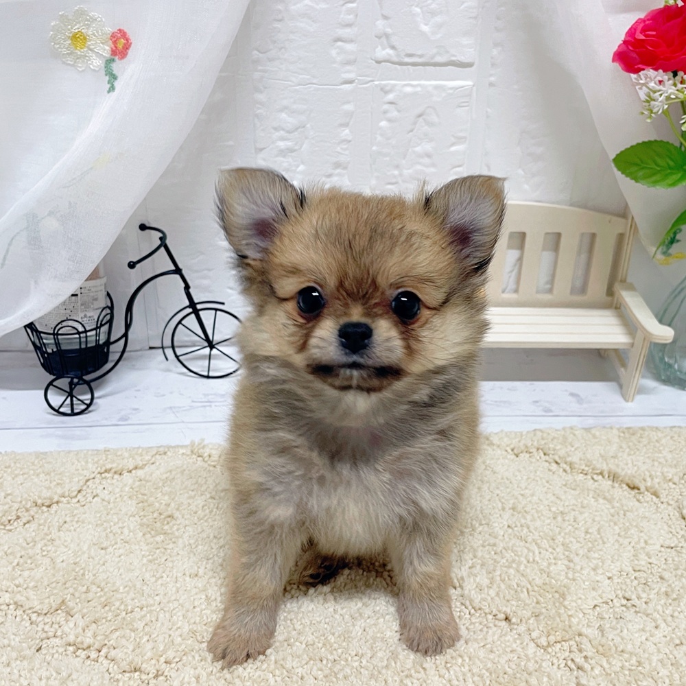 ハーフ犬女の子の写真