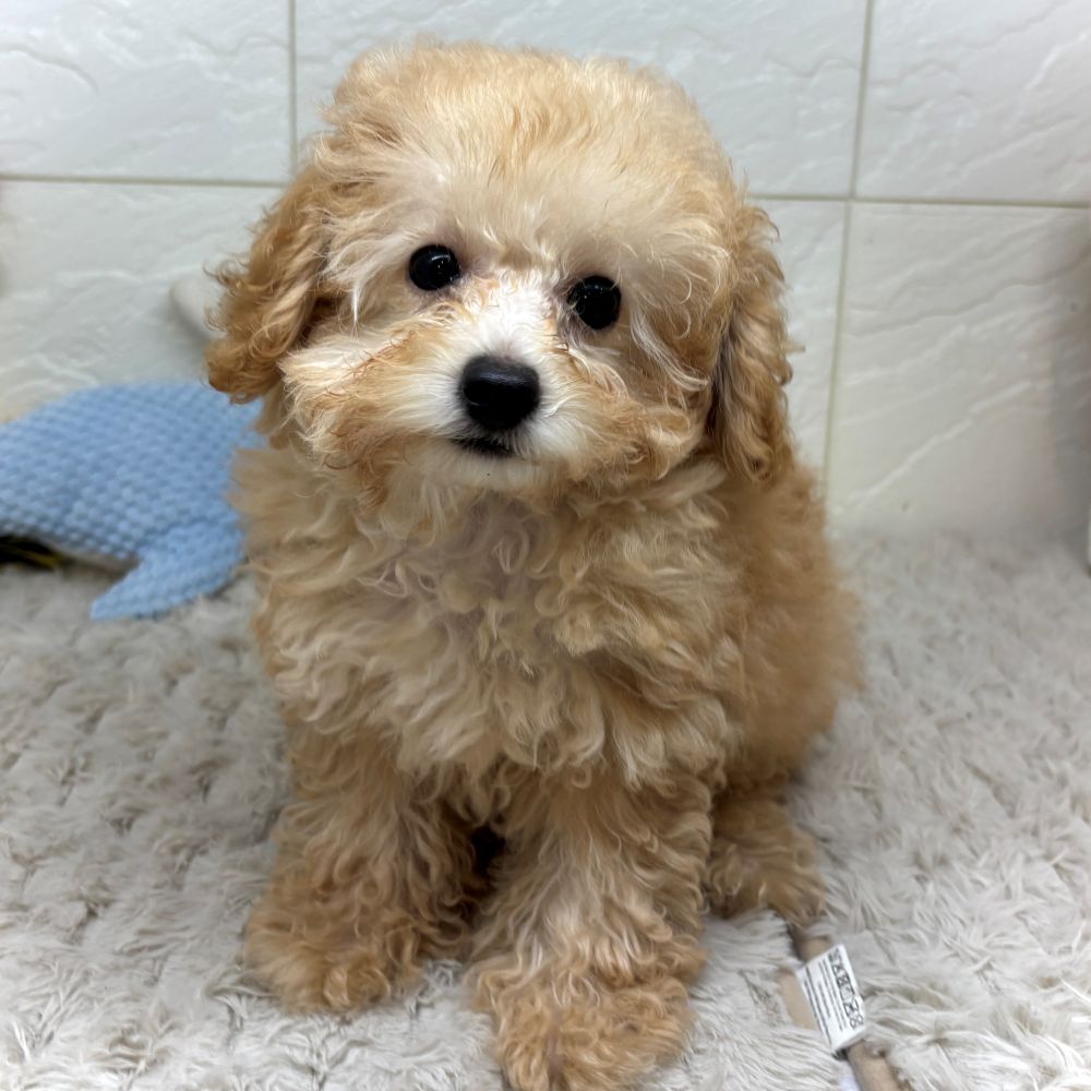 兵庫県のトイプードル(トイ) (犬の家＆猫の里ゆめタウン姫路店/2026年4月4日生まれ/男の子/オレンジフォーン)の子犬の2枚目の画像