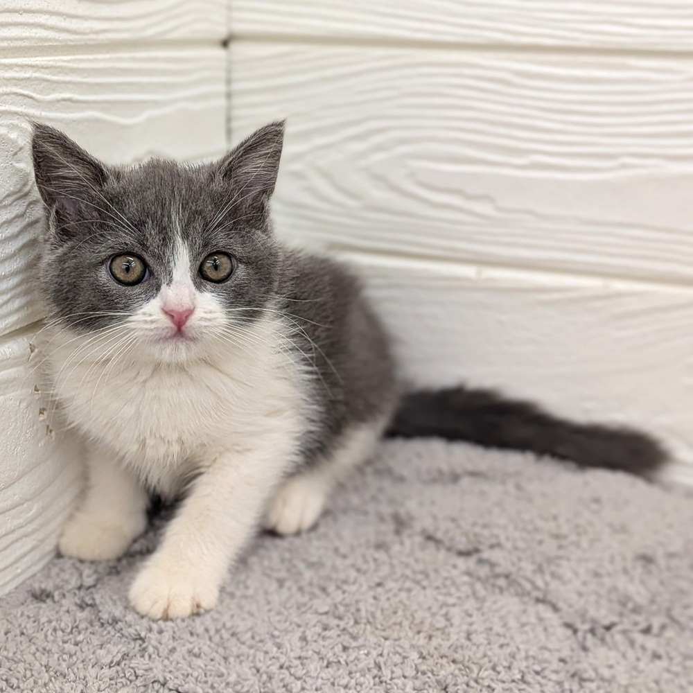 愛知県のブリティッシュショートヘアー (犬の家＆猫の里七宝店/2026年4月2日生まれ/女の子/ブルーホワイト)の子猫の2枚目の画像