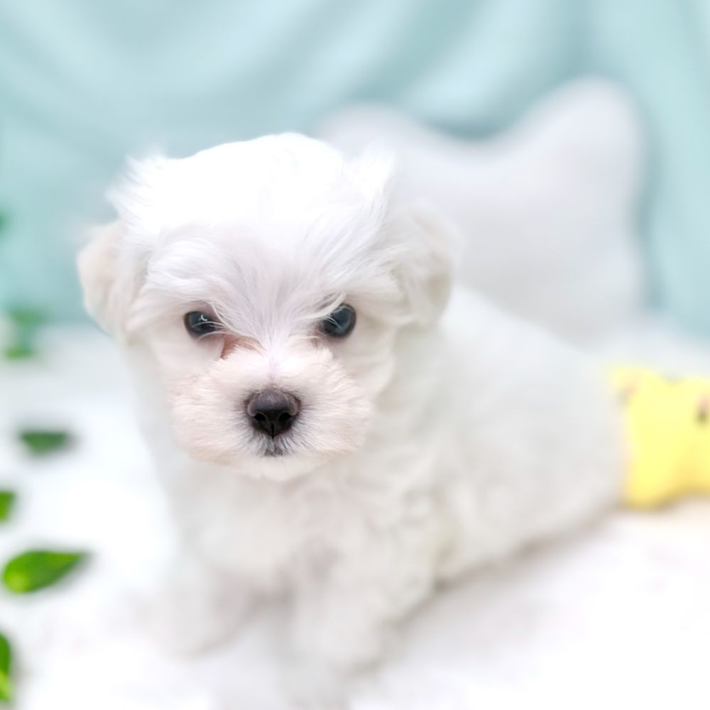愛知県のマルチーズ (犬の家＆猫の里愛知刈谷店/2026年4月5日生まれ/男の子/ホワイト)の子犬の2枚目の画像