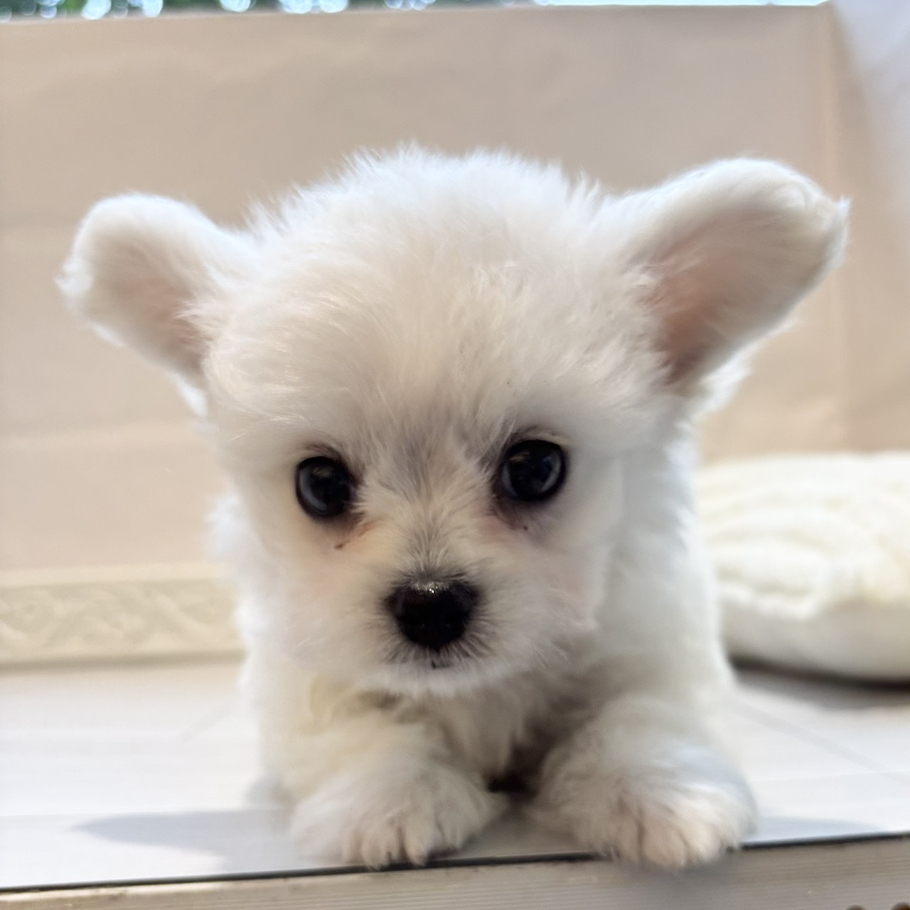 愛知県のハーフ犬・ミックス犬 (犬の家＆猫の里春日井本店/2026年4月3日生まれ/男の子/クリーム)の子犬の2枚目の画像