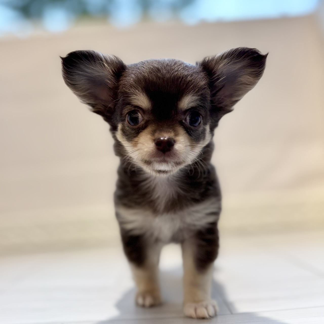 愛知県のチワワ(ロング) (犬の家＆猫の里春日井本店/2026年4月4日生まれ/女の子/チョコレートクリーム)の子犬の2枚目の画像