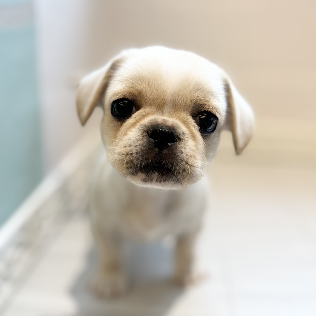 愛知県のハーフ犬・ミックス犬 (犬の家＆猫の里春日井本店/2026年4月3日生まれ/女の子/クリームホワイト)の子犬の2枚目の画像