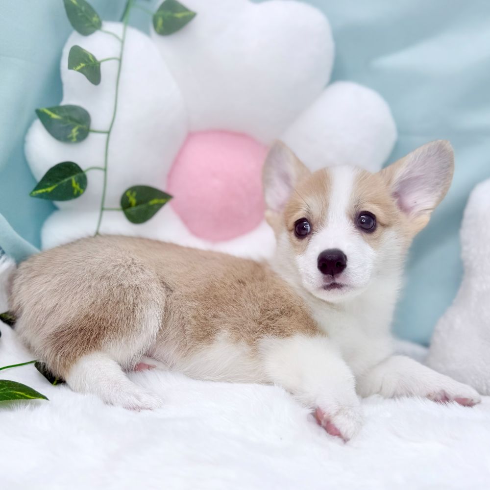 愛知県のウェルシュコーギーペンブローク (犬の家＆猫の里愛知刈谷店/2026年4月4日生まれ/女の子/レッドホワイト)の子犬の2枚目の画像