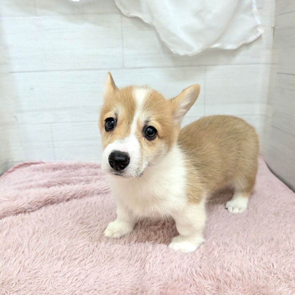 愛知県のウェルシュコーギーペンブローク (犬の家＆猫の里碧南店/2026年4月4日生まれ/女の子/レッドホワイト)の子犬の1枚目の画像