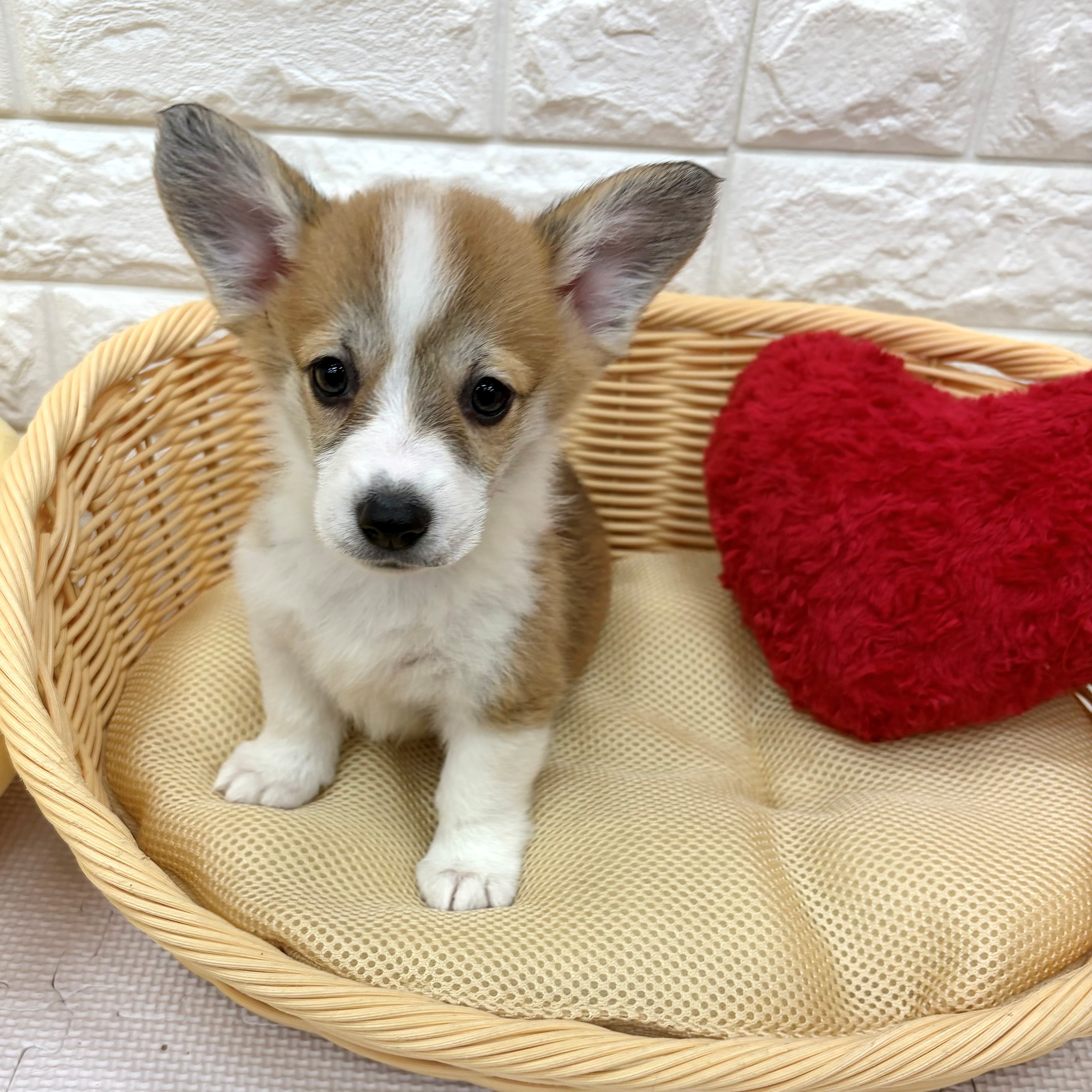 愛知県のウェルシュコーギーペンブローク (犬の家＆猫の里MEGAドン・キホーテ東海名和店/2026年4月4日生まれ/女の子/レッドホワイト)の子犬の2枚目の画像