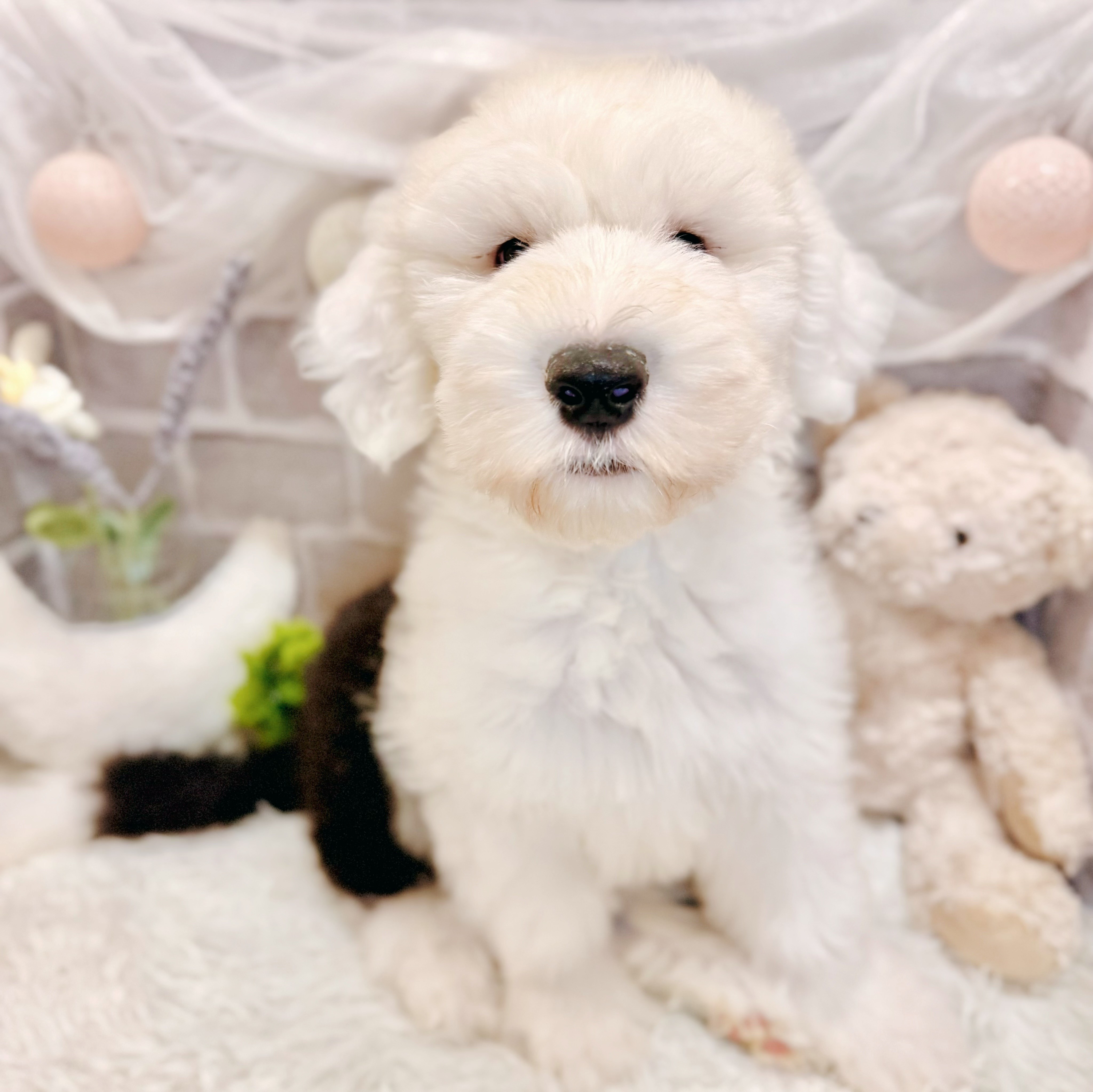 兵庫県のオールドイングリッシュシープドッグ (犬の家＆猫の里神戸店/2026年4月2日生まれ/男の子/グレーホワイト)の子犬の2枚目の画像