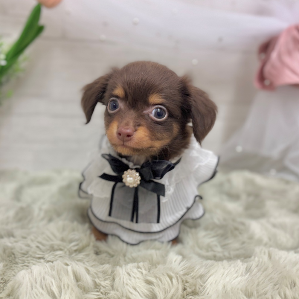 神奈川県のチワックス(チワワ×ダックス) (犬の家＆猫の里相模原店/2026年4月7日生まれ/男の子/チョコレートタン)の子犬の2枚目の画像
