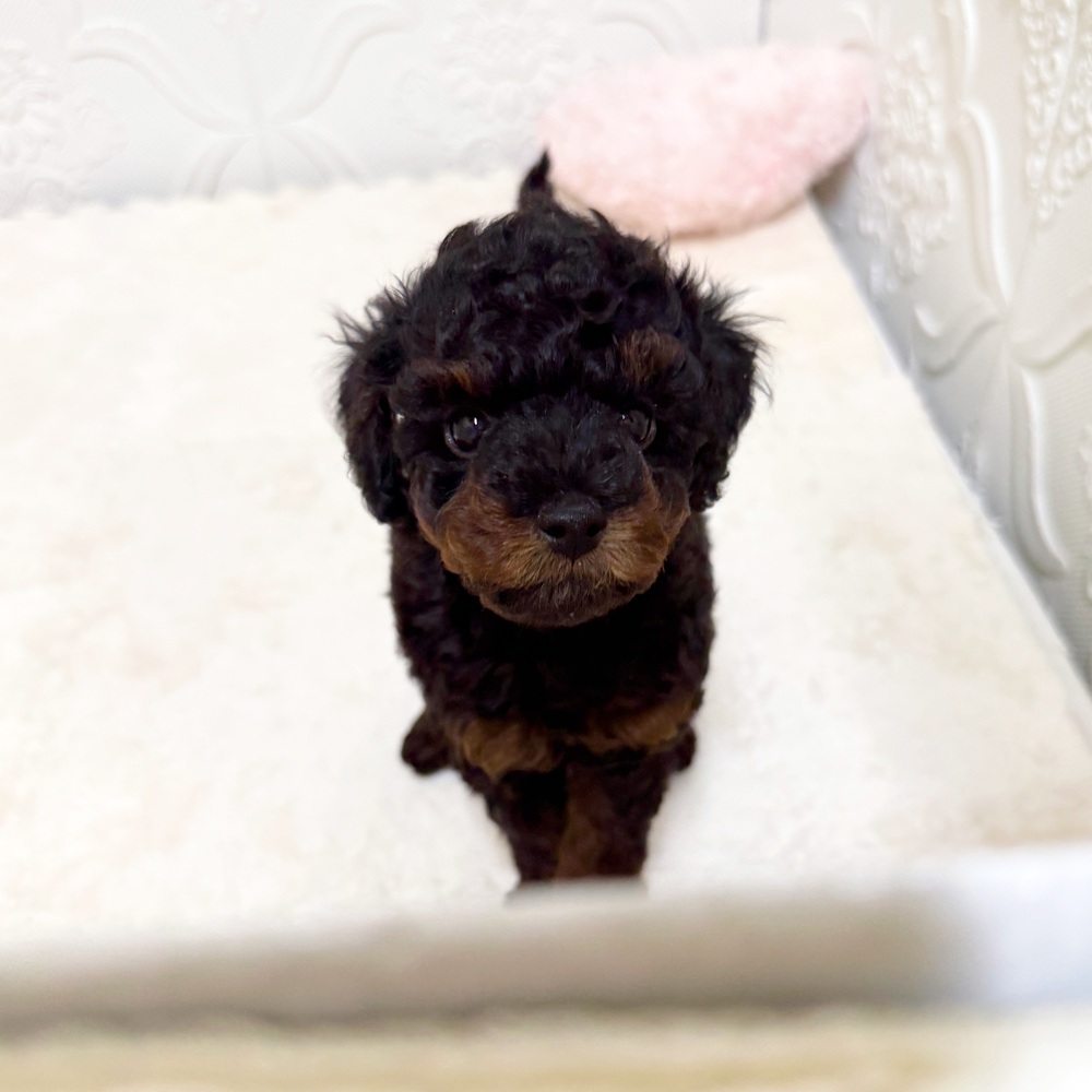 東海のダップー(ダックス×プードル)の子犬を価格や特徴で探す|ペット