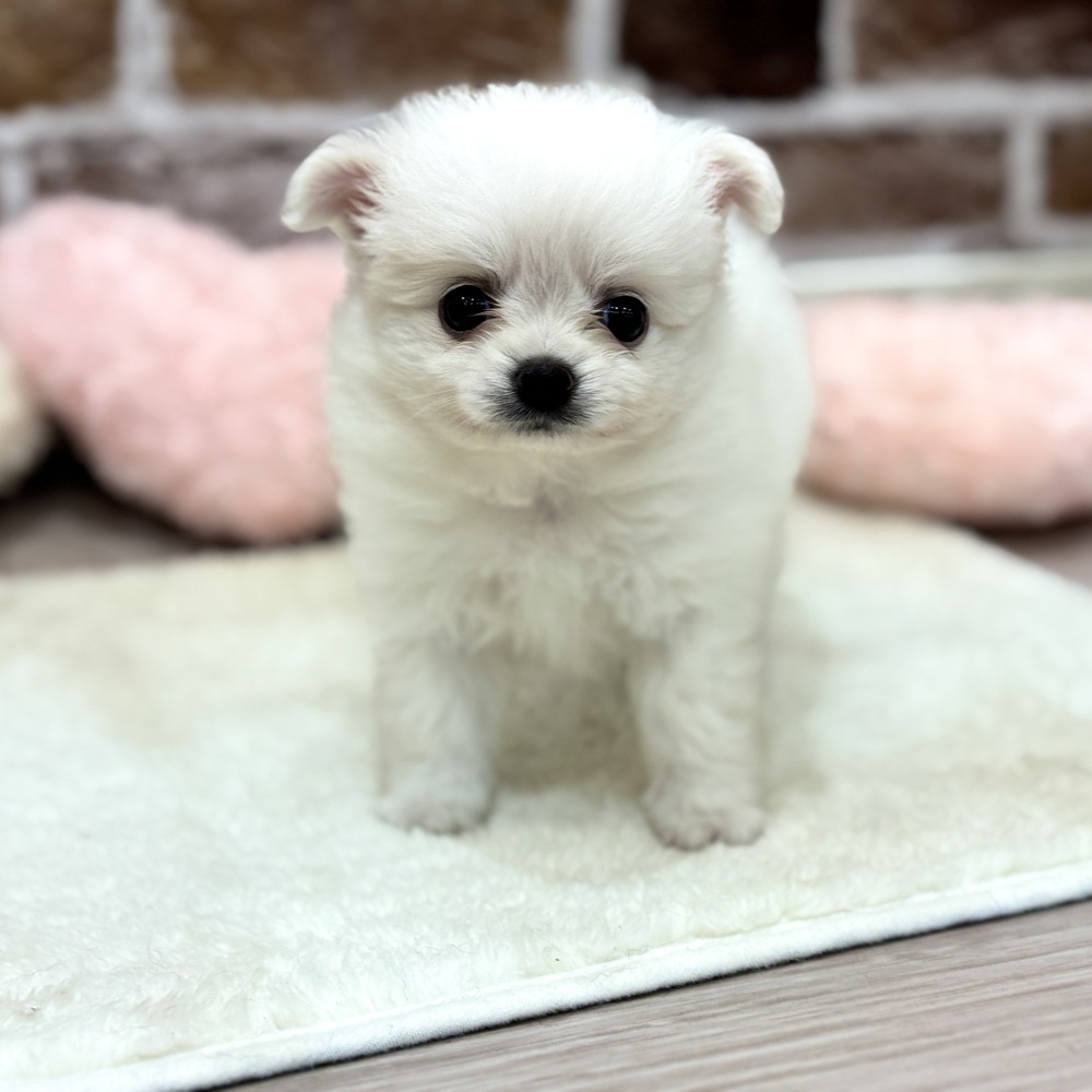 三重県のポメチワ/チワポメ/ポメチー(ポメラニアン×チワワ) (犬の家＆猫の里三重桑名店/2026年4月7日生まれ/男の子/クリーム)の子犬の2枚目の画像