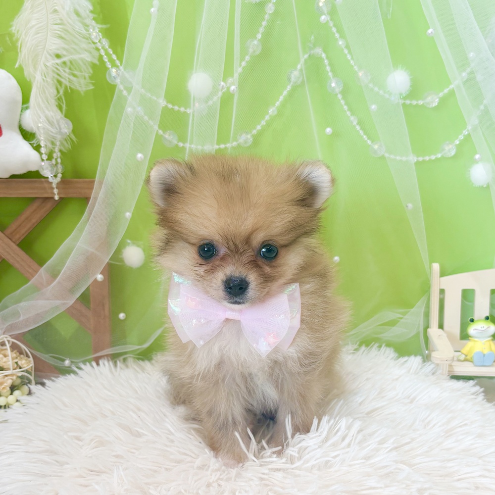 静岡県のポメラニアン (犬の家＆猫の里富士店/2026年4月4日生まれ/女の子/オレンジ)の子犬の1枚目の画像
