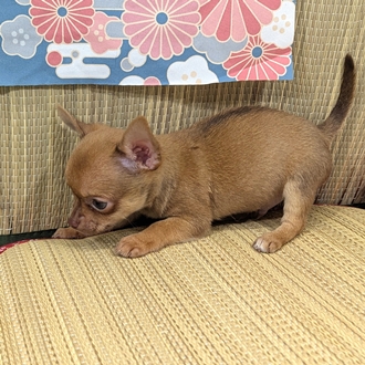 神奈川県のチワワ(スムース) (犬の家＆猫の里小田原店/2026年4月5日生まれ/男の子/チョコレートフォーン)の子犬の2枚目の画像