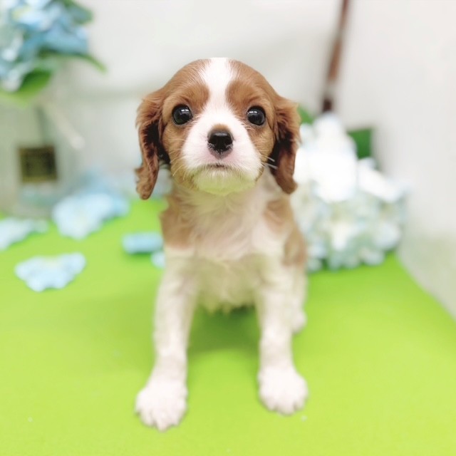 静岡県のキャバリアキングチャールズスパニエル (犬の家＆猫の里藤枝店/2026年4月4日生まれ/女の子/ブレンハイム)の子犬の1枚目の画像