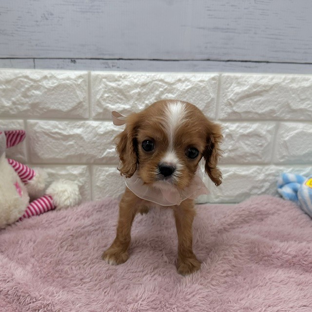 静岡県のキャバリアキングチャールズスパニエル (犬の家＆猫の里アミーゴ浜松和田店/2026年4月4日生まれ/男の子/ルビー)の子犬の2枚目の画像