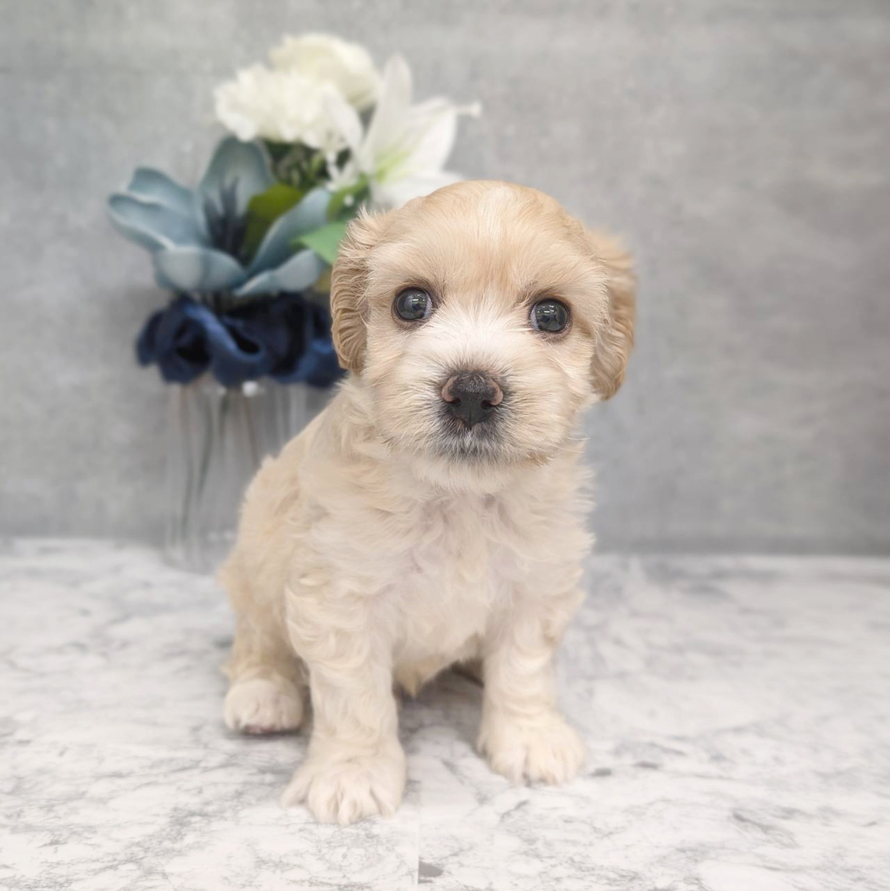 愛知県のハーフ犬・ミックス犬 (犬の家＆猫の里安城店/2026年3月28日生まれ/男の子/クリームホワイト)の子犬の1枚目の画像