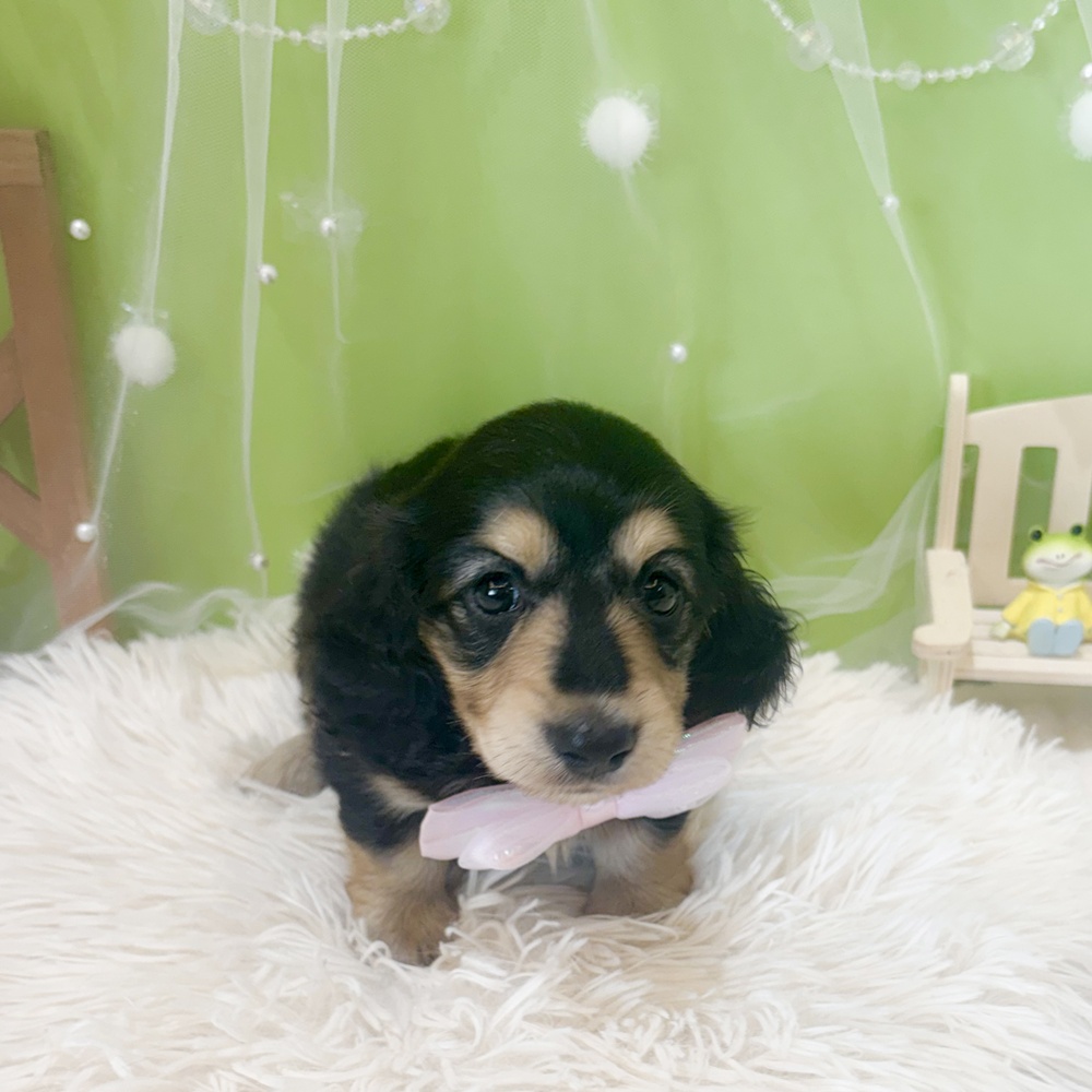 静岡県のミニチュアダックスフンド(ロング) (犬の家＆猫の里富士店/2026年4月4日生まれ/女の子/ブラックタン)の子犬の2枚目の画像