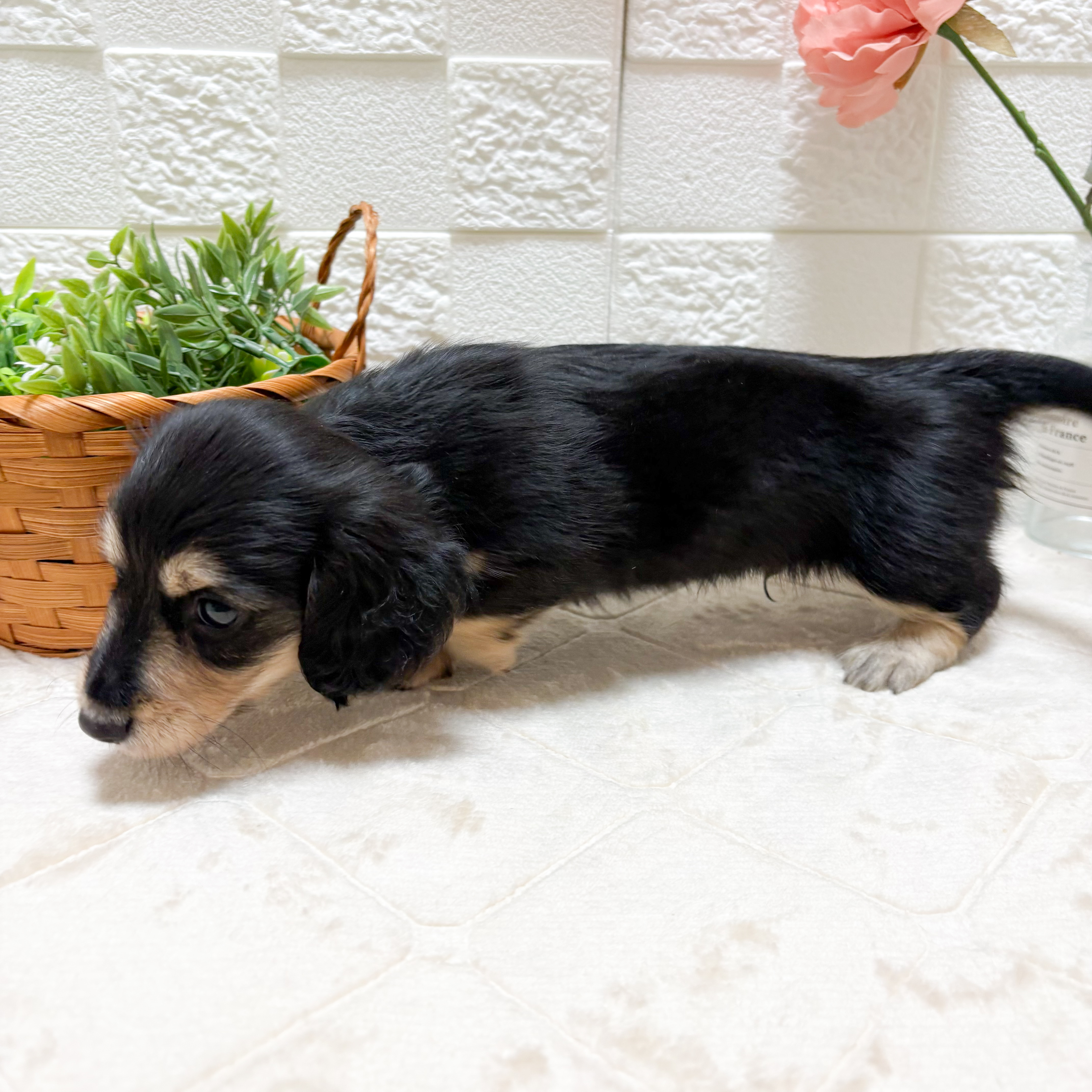 東京都のミニチュアダックスフンド(ロング) (犬の家＆猫の里ペットフォレスト小平店/2026年4月4日生まれ/男の子/ブラックタン)の子犬の2枚目の画像