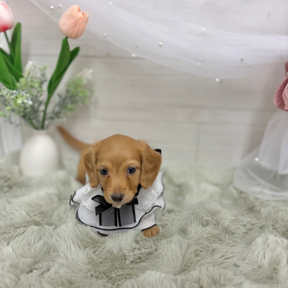 神奈川県のカニンヘンダックスフンド(ロング) (犬の家＆猫の里相模原店/2026年4月7日生まれ/男の子/ゴールド)の子犬の2枚目の画像