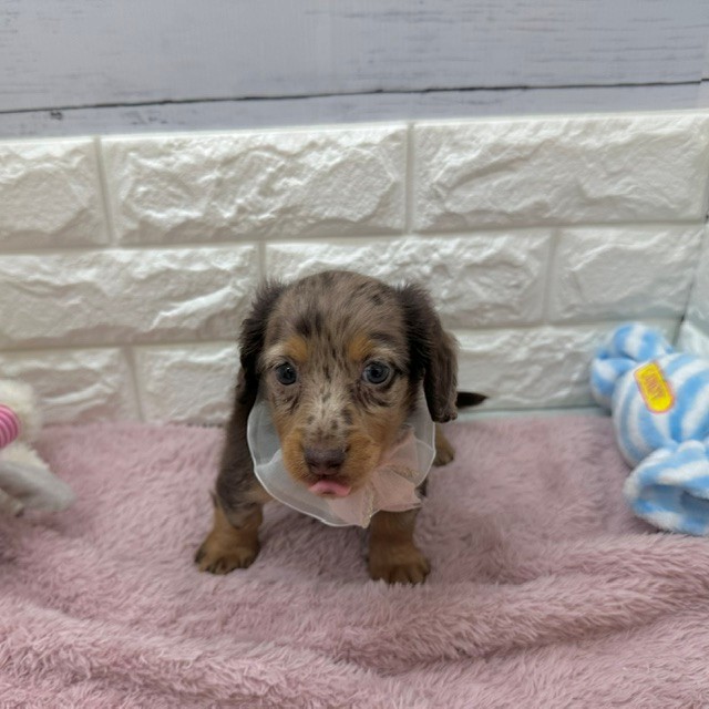 静岡県のカニンヘンダックスフンド(ロング) (犬の家＆猫の里アミーゴ浜松和田店/2026年4月6日生まれ/男の子/チョコレートダップル)の子犬の2枚目の画像