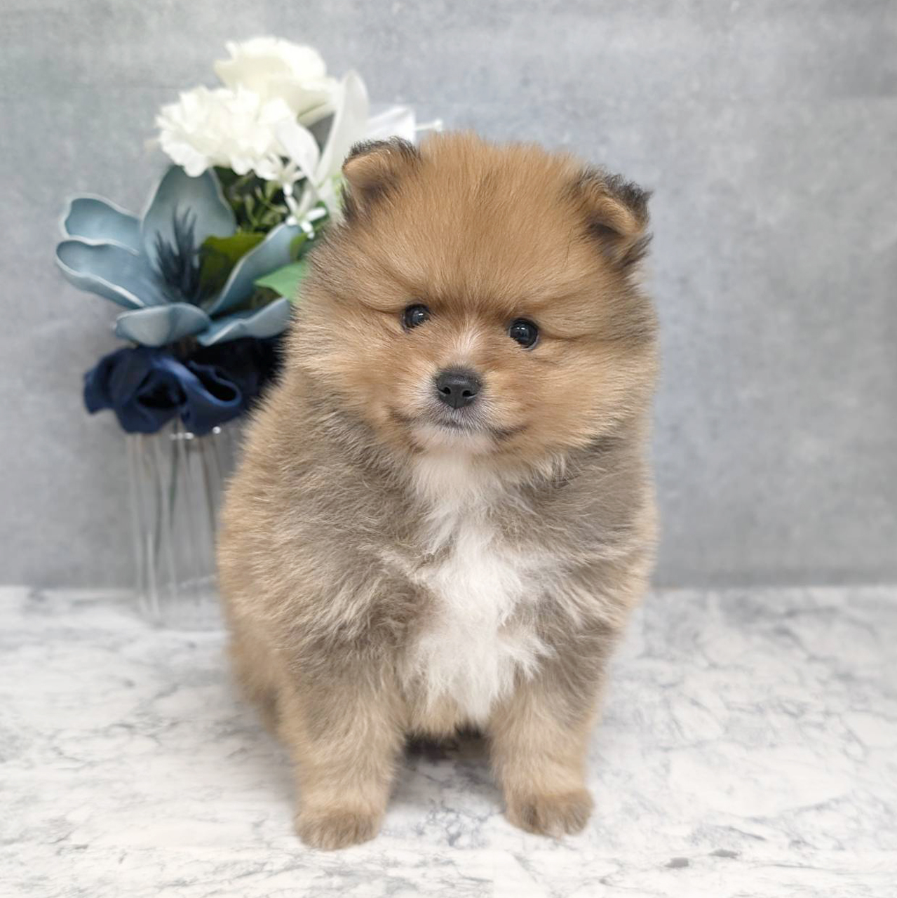 愛知県のポメラニアン (犬の家＆猫の里安城店/2026年4月5日生まれ/男の子/オレンジ)の子犬の1枚目の画像