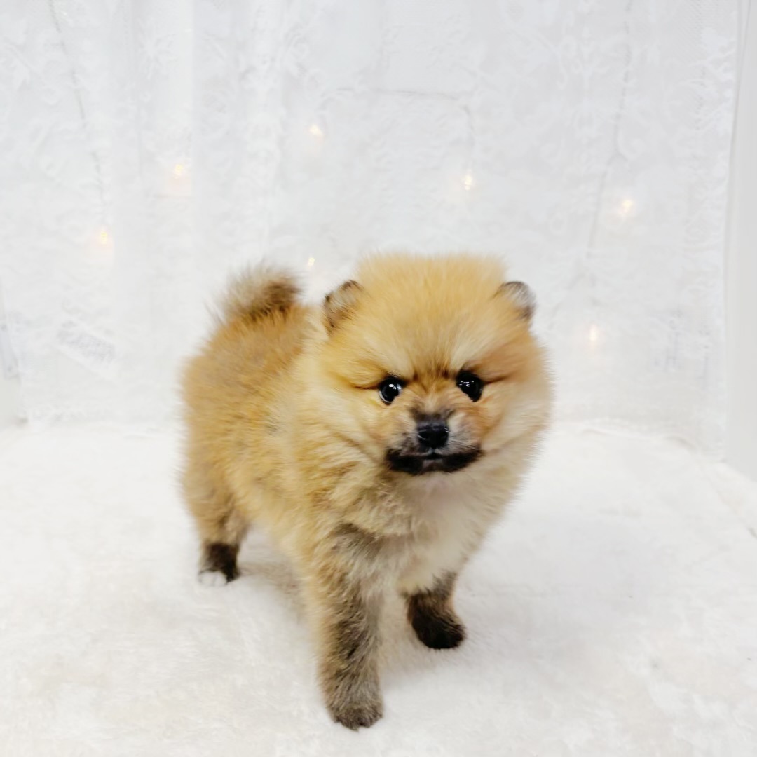 千葉県のポメラニアン (犬の家＆猫の里BIGHOPガーデンモール印西店/2026年4月5日生まれ/男の子/オレンジ)の子犬の1枚目の画像
